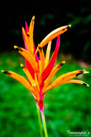Flower - 1 - Costa Rica