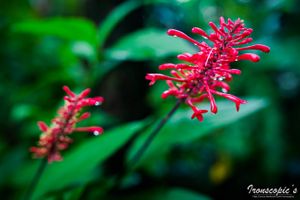 Flower - 2 - Costa Rica